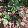 Rose-Marie Rouillard - @rosemarie.rouilla - TikTok