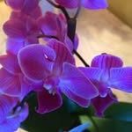 Marie Routhier - @routhiermarie - Instagram