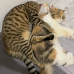 Marie & Ruby - @kucing.rakus - Instagram