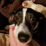 Patches marie Samples - @patchesmaries - Instagram
