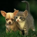 Marie Sands - @petsrule53 - Instagram