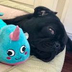Marie Santangelo-Beetner - @pebblesthe_pug - Instagram