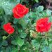 Marie Schroeder - Facebook
