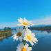 Marie Shine - Facebook