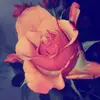 marie Springer - @srng_majo - TikTok