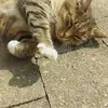 marie Springer - @mariespringer - TikTok