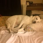 Georgia Marie Strait - @happygdawg - Instagram