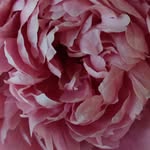 Marie Strobel - @strobel6156 - Instagram