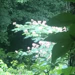 Marie Strobel - @marie420262 - Instagram