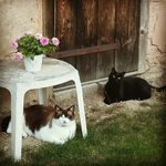 Marie-Cécile Tardy - @feeclochette39 - Instagram