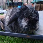 Ann-Marie Tunstall - @bunnybop17 - Instagram