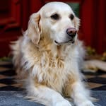 Luisa Marie Ulrich - @besuchshund.nala - Instagram