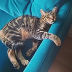 Marie Vautrin - @arashi_shura - Instagram