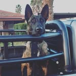 Liza-Marié Venter - @k9_leah_ - Instagram