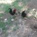 Marie Vickers - Facebook