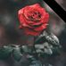 Marie Voltaire - Facebook