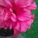 Marie Wallin - Facebook