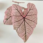 Marie Wallin - @myflowersbymarie - Instagram