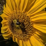 Belinda Marie Wheaton - @miniwheat71 - Instagram