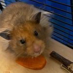 Anna Marie Whiting - @bailey_pet_shop_pet - Instagram