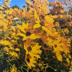 Ann-Marie Wise - @kikuflowerfarm - Instagram