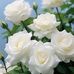 Marie Witt - Facebook