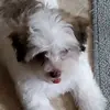 user4952235412825 - @rubydog10 - TikTok
