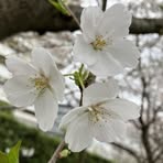 Mariko Abe - Facebook