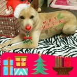 Mariko Hashimoto - @mariko_hashimoto - Instagram