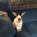 Mariko Hashimoto - @usagimum - Instagram