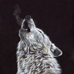 Mariko.U - @ucmariko_wolflover - Instagram