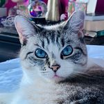 Marilyn Barrow - @marilyn_barrow_cat - Instagram