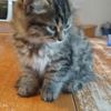 Marylene Begin - @marylenebegin - TikTok