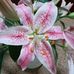Marilyn Piscia - Facebook