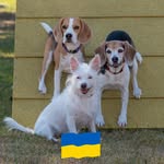 Marilyn Buford - @beaglettes03 - Instagram