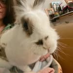Hunny the Bunny - @marilynbunnroe - Instagram