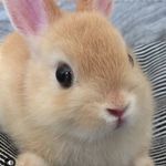 Marilyn - @marilynbunnyy - Instagram
