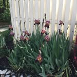 Marilyn Jones - @marilynbunnyjones - Instagram