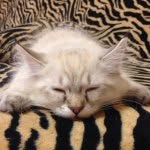 Marilyn Carrie - @marilyncarrieragdollcat - Instagram