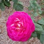 marilyn cortez - @marilyn090207 - Instagram