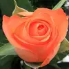 Marilyn Dolan - @marilyn.dolan - TikTok