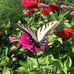 Marilyn Dykstra Lefers - Facebook