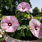 Marilyn Farmer - Facebook