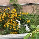 Marilyn Flowers - @grandmahasninekids - Instagram