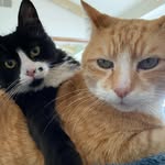 marilyn + jesco forest - @endorablecats - Instagram