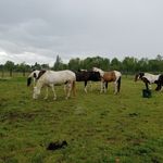Marilyn Goodman - @round2itranch - Instagram