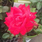 Marilyn Blackwell - @marilynjaybees - Instagram