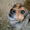💖🐶☆MARILYN☆🐶💖 - @marilyndickson - TikTok
