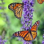 Marilyn Lammers - Facebook