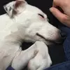 Hey Pépette - @marilynlefebvre - TikTok